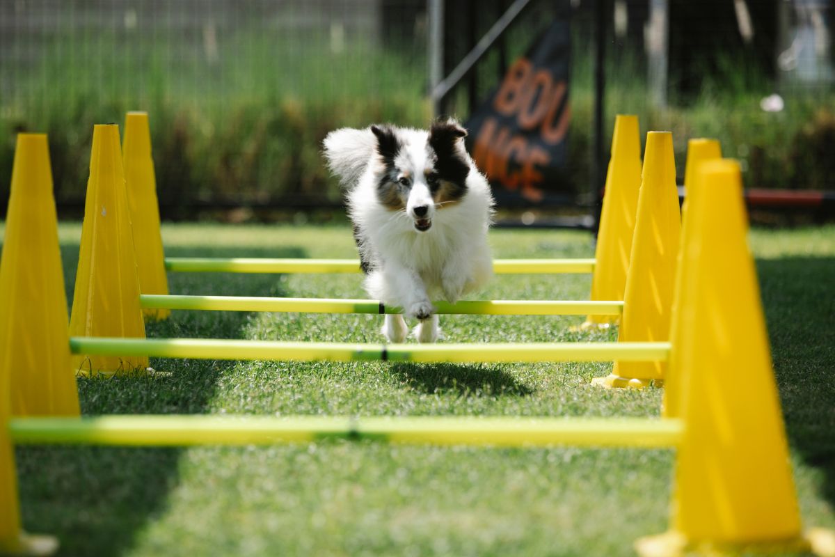 agility canin