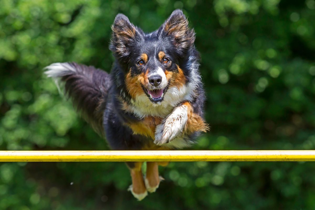 agility chien