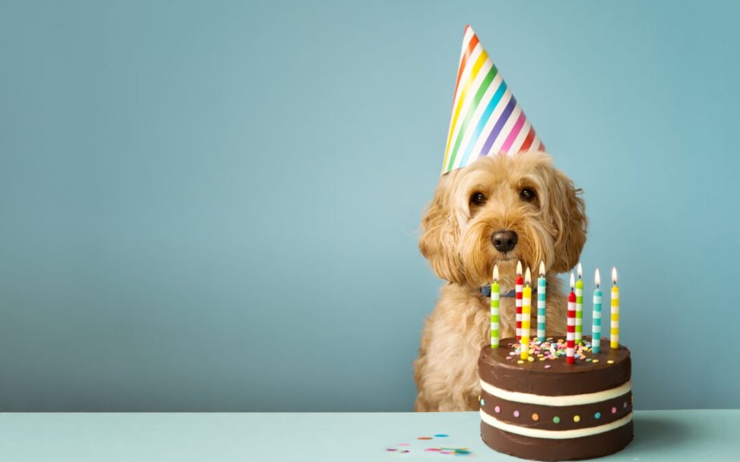 Un gâteau pour son chien : une recette gourmande pour un anniversaire inoubliable