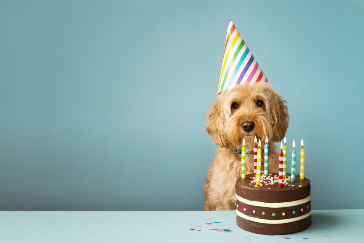 chien anniversaire gateau
