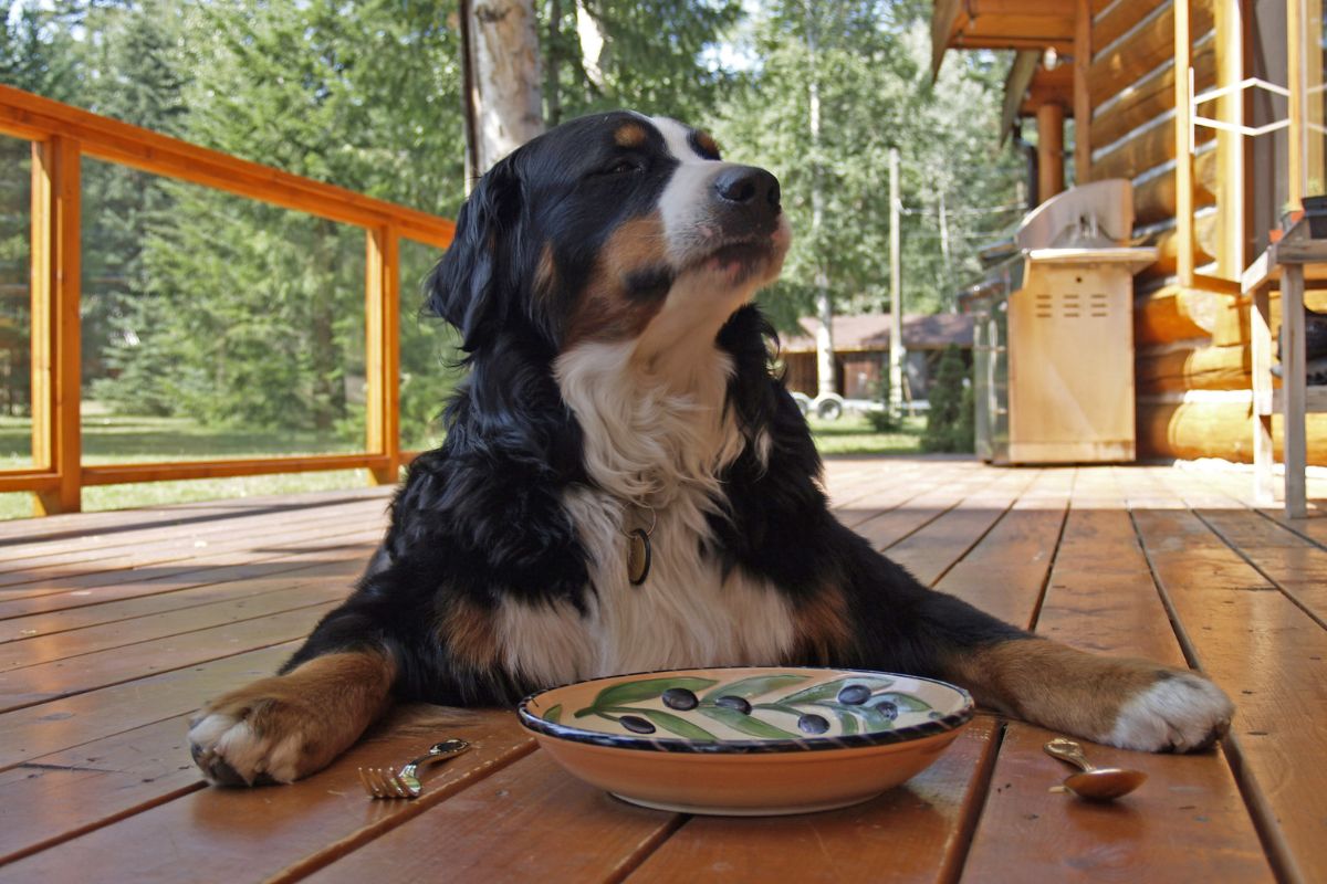 chien assiette fourchettes