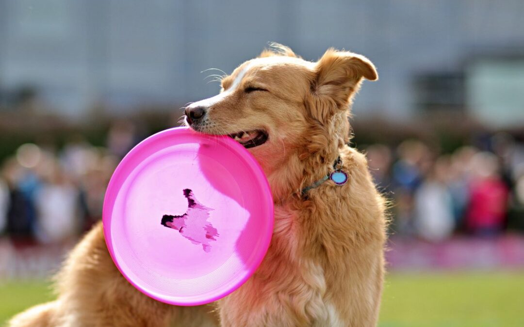 Frisbee avec chien : un sport canin ludique et complice
