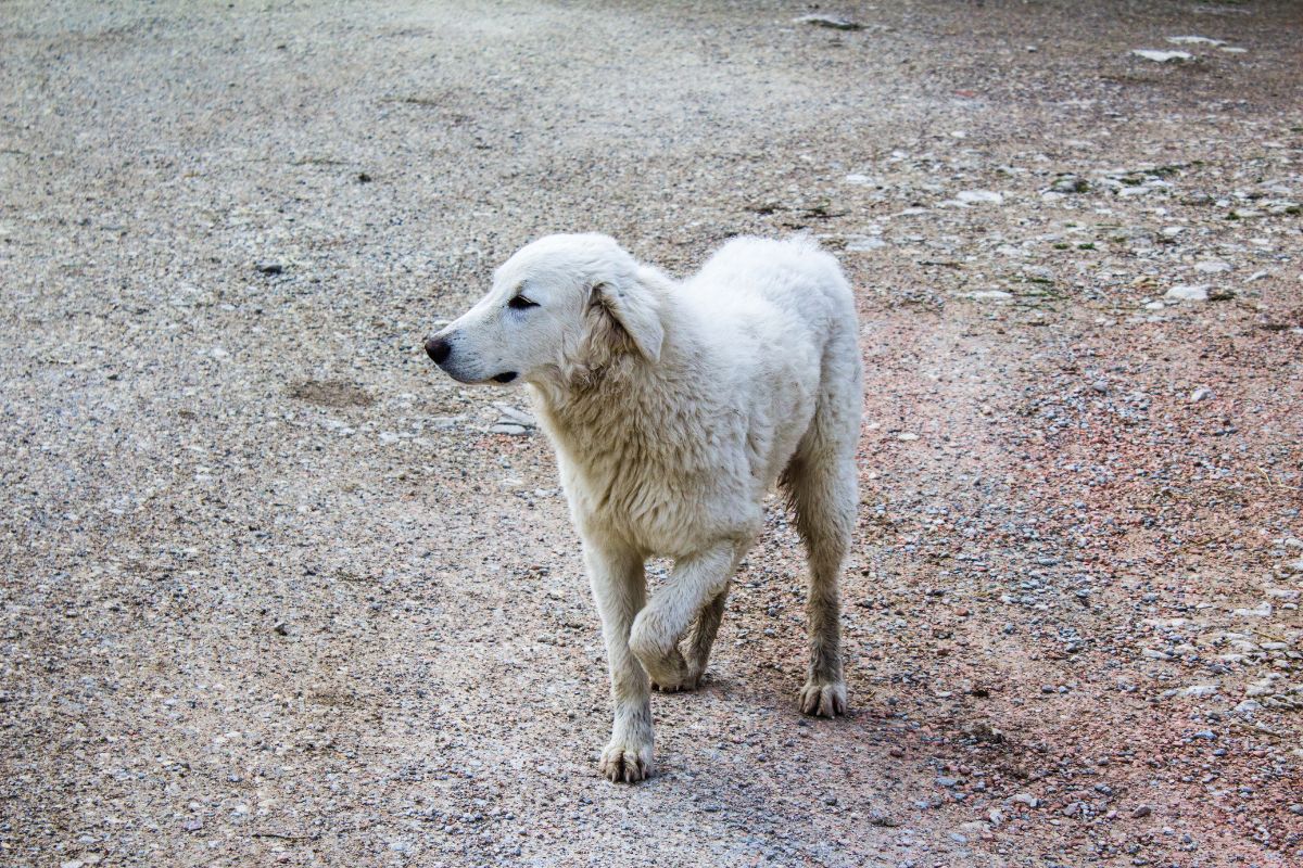 chien ayant un probleme a sa patte