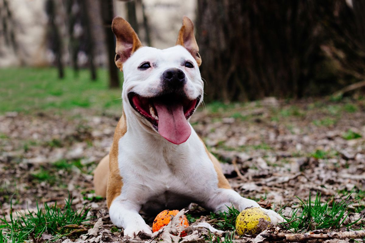 chien couche dans herbe