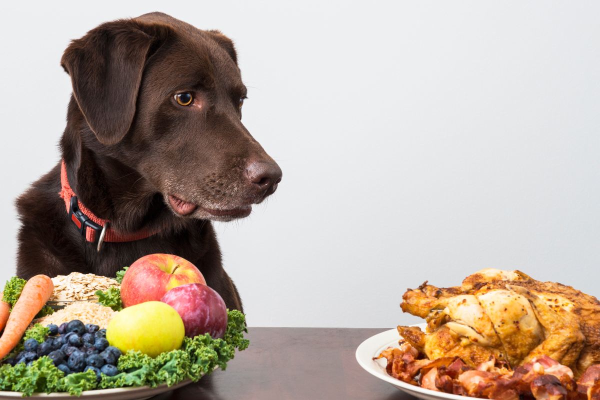 chien fruit legumes poulet