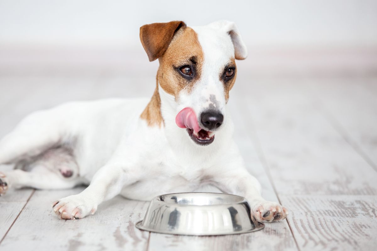 chien gamelle repas