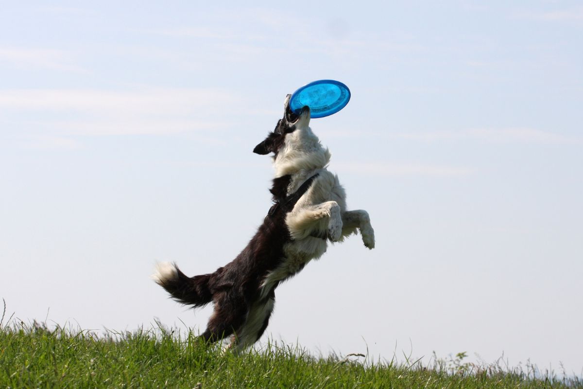 chien joue avec frisbee
