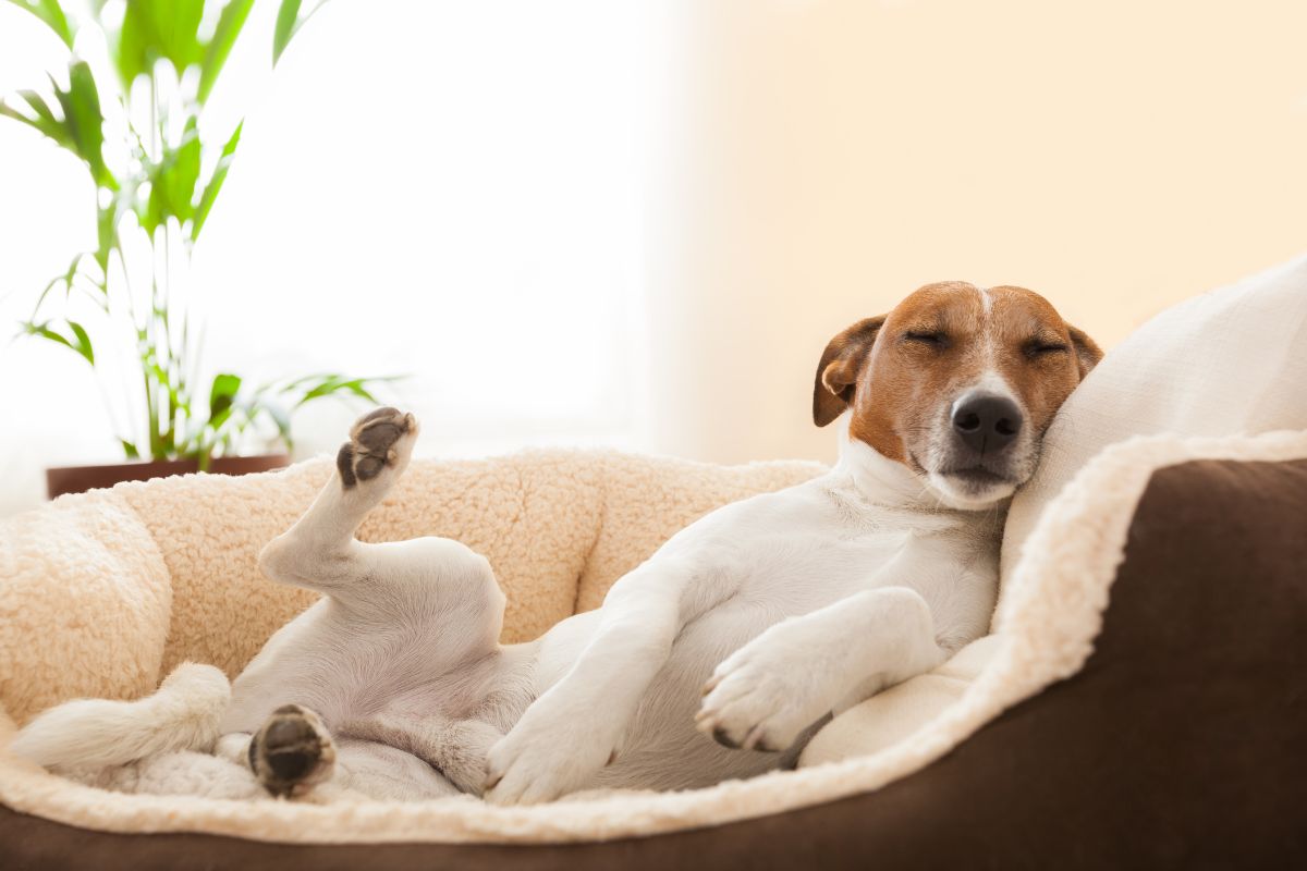 chien lit orthopedique