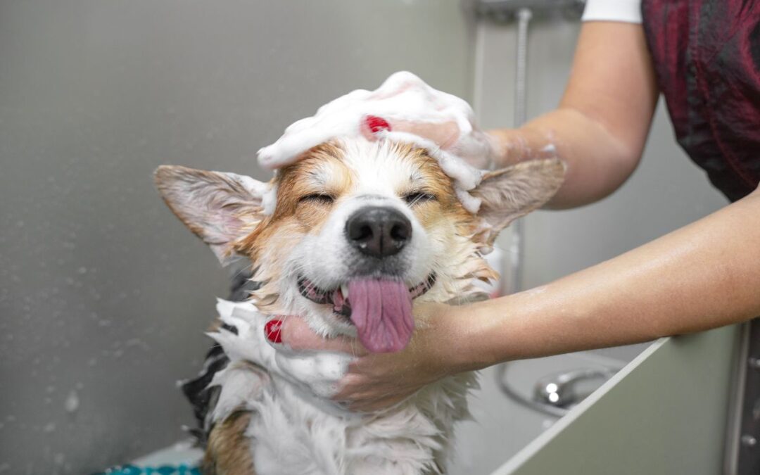 Quel est le prix du toilettage pour un chien ?
