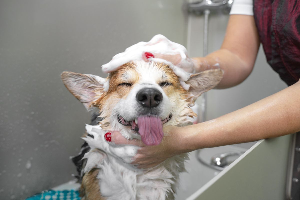 chien prend un bain