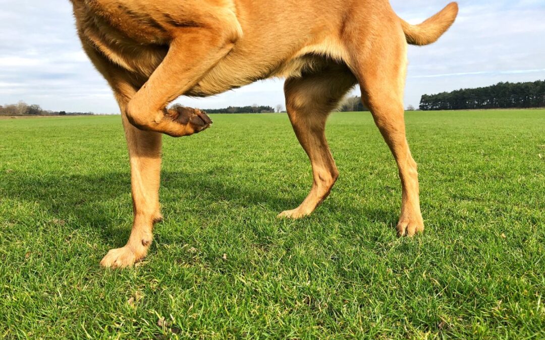 Mon chien boite : comprendre les causes et savoir réagir