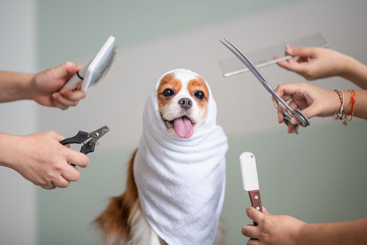 chien qui se fait toiletter