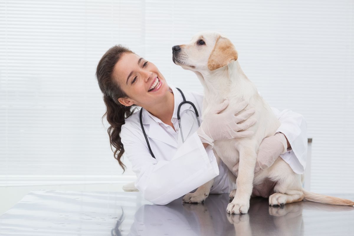 chien rdv veterinaire