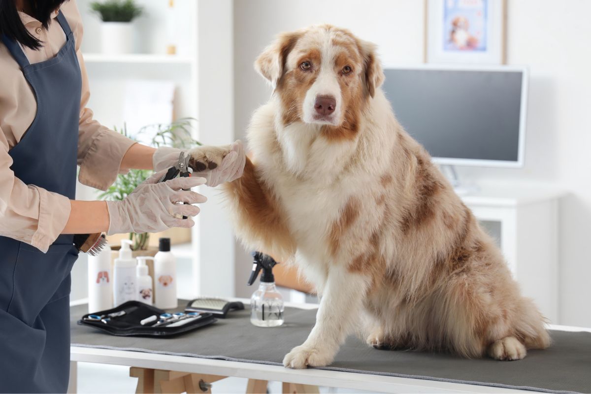 chien se fait couper les ongles