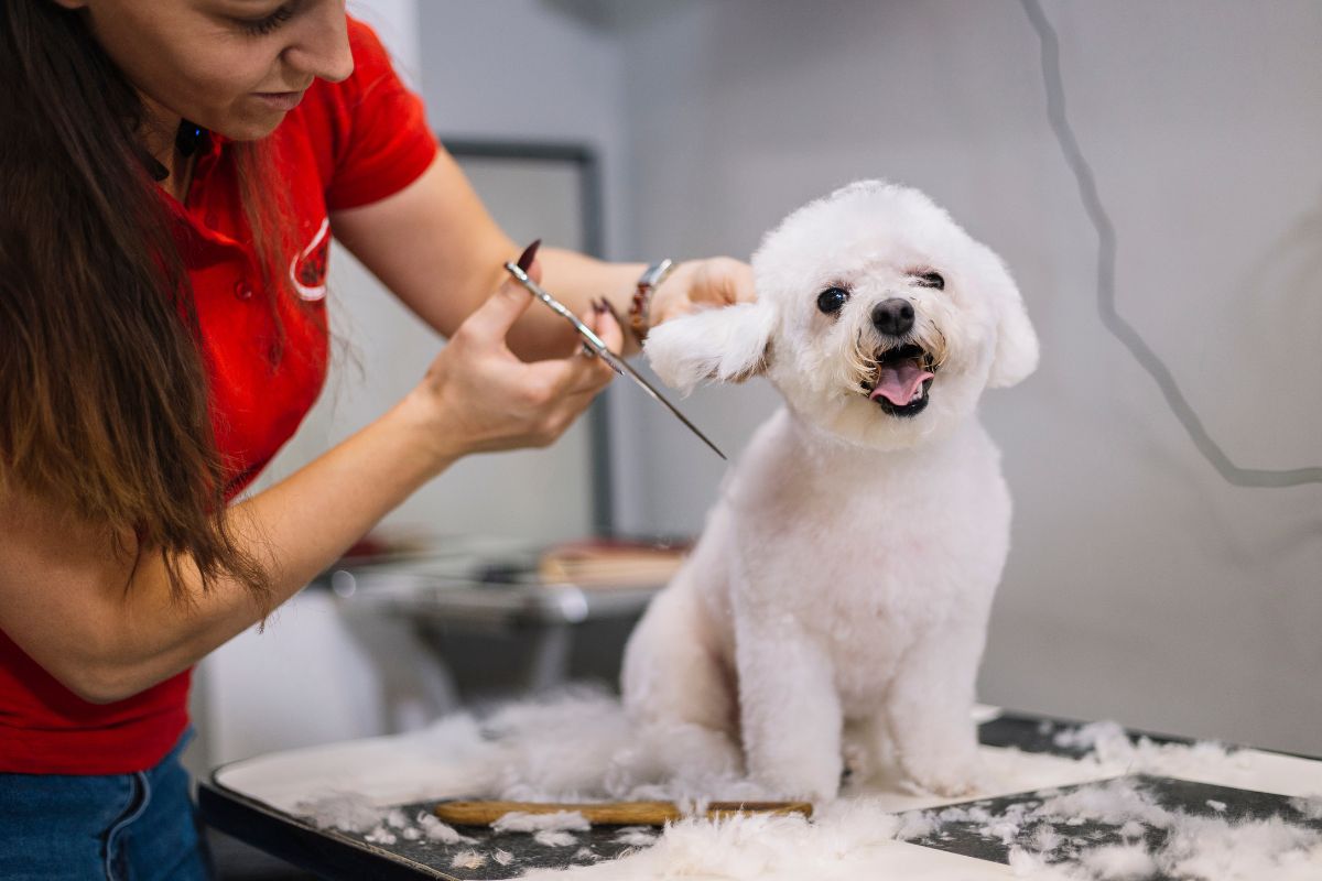 chien se fait toiletter