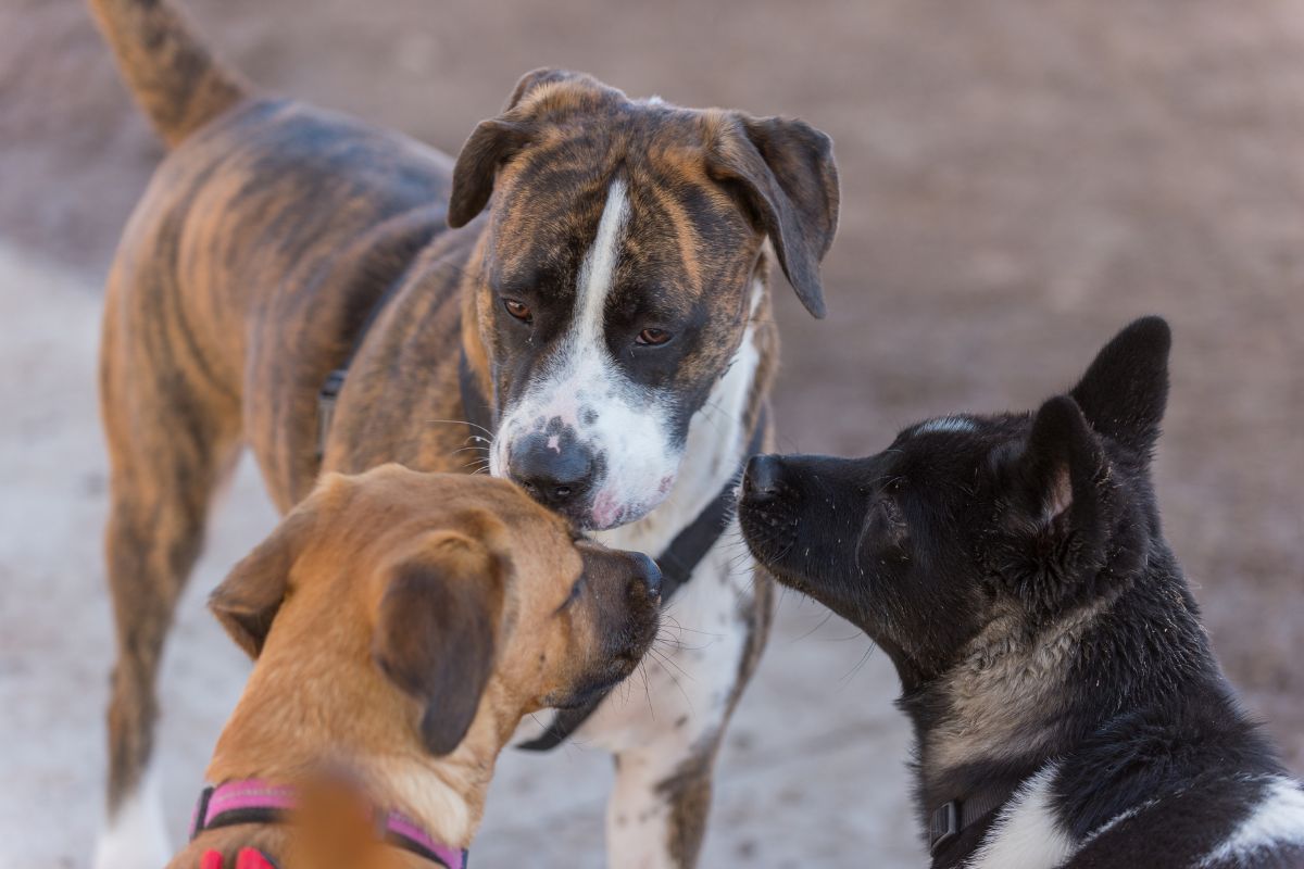 socialiser un chiot