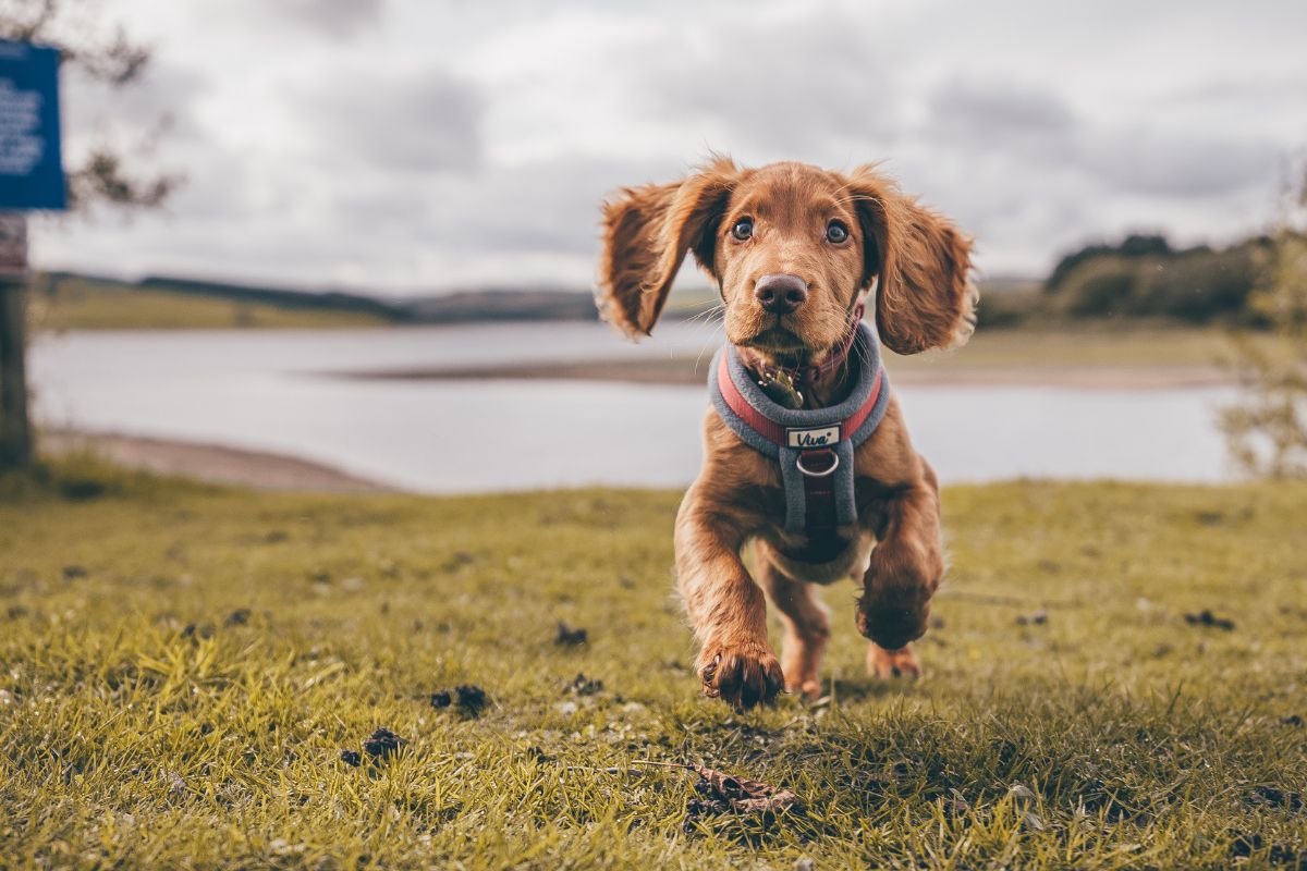chiot court dans prairie
