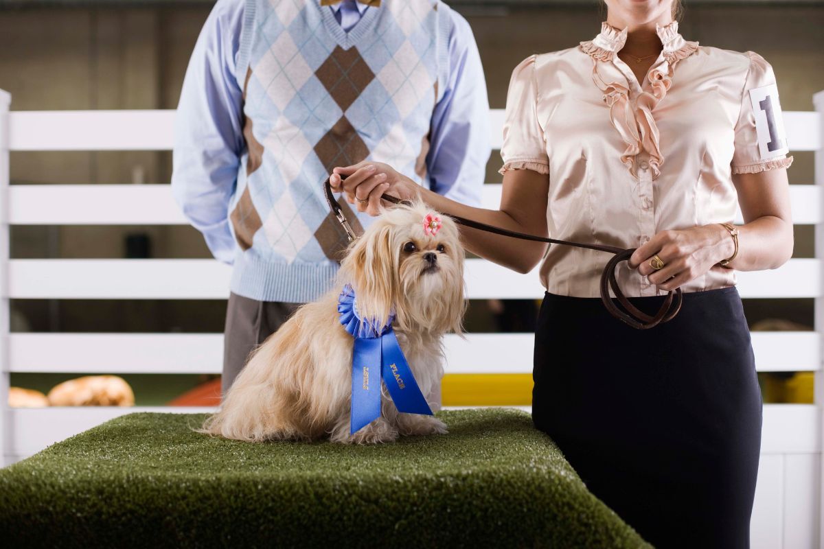 concours beauté canin