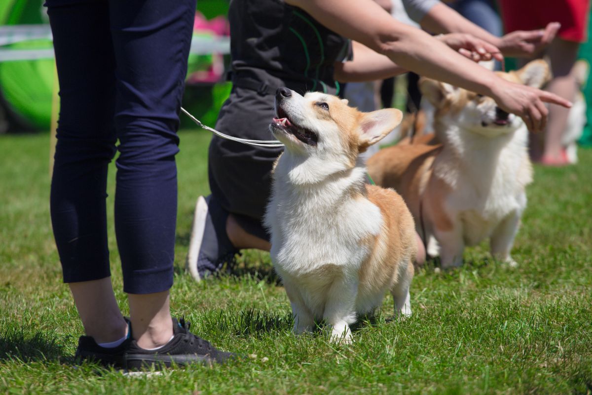 concours canin corgi