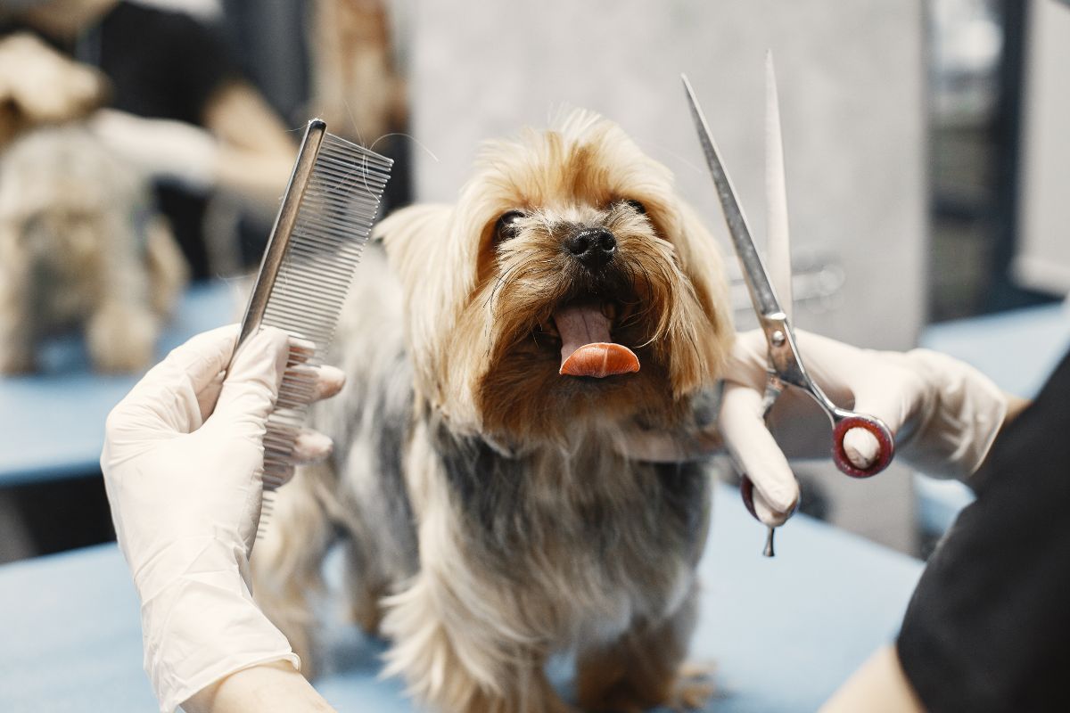 concours toilettage canin