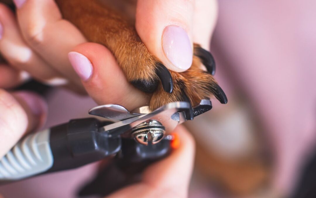 Nos conseils pour entretenir les griffes de votre chien
