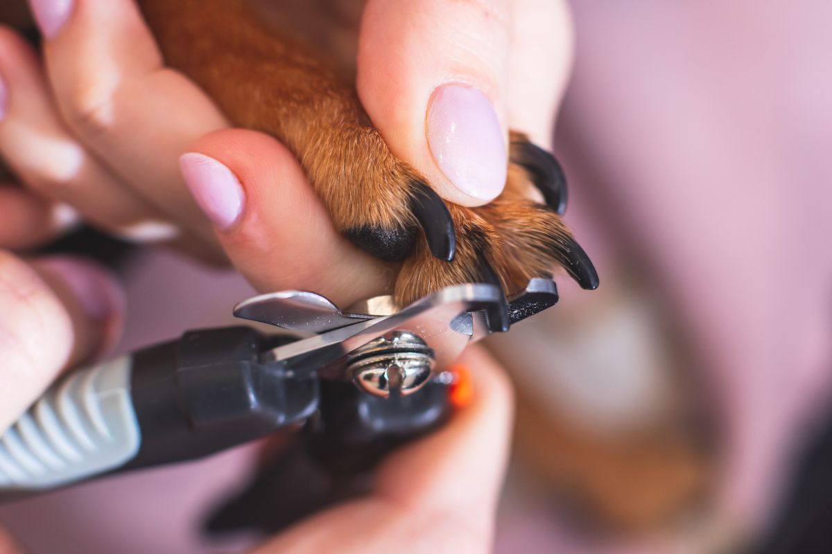 coupe griffes chien