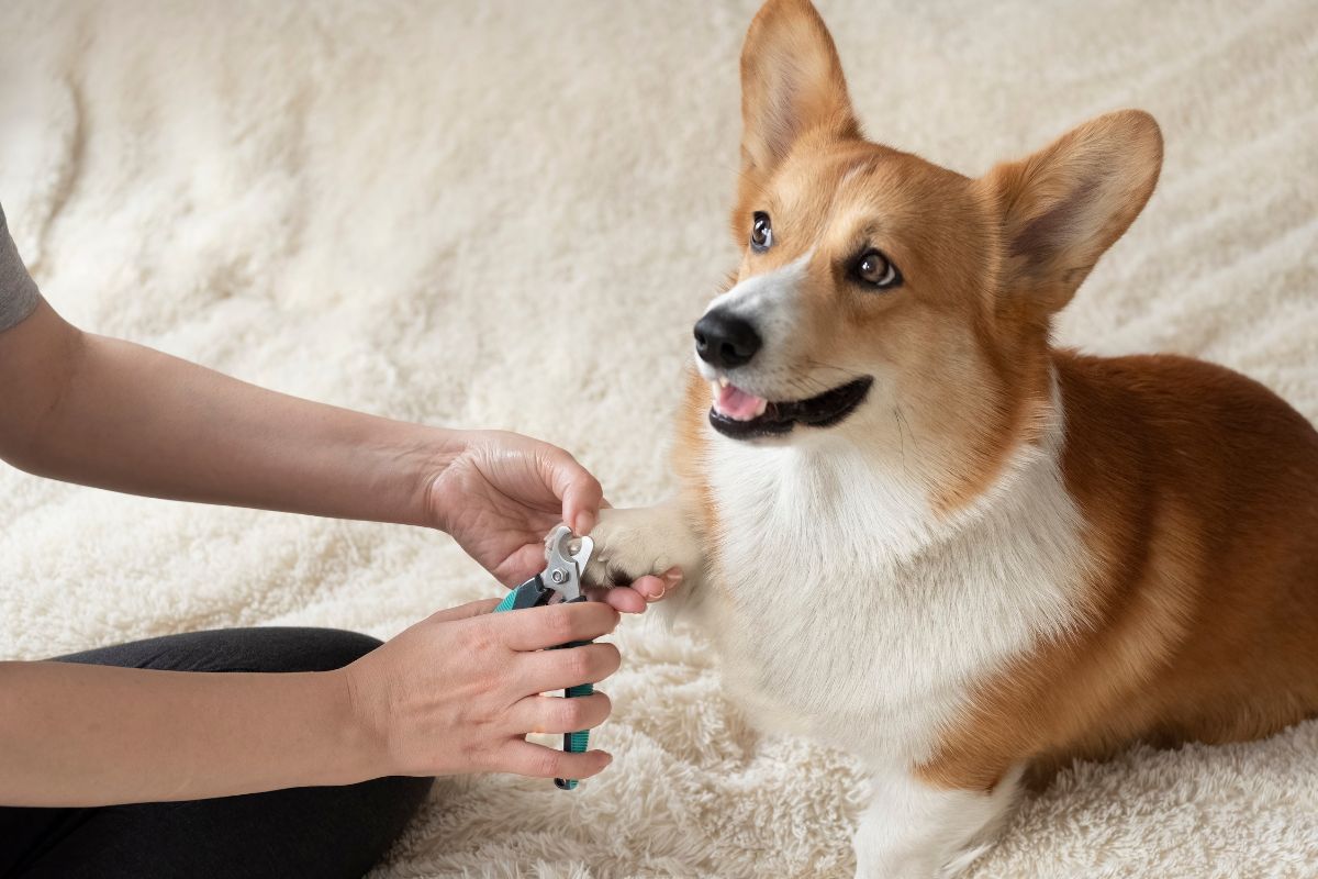couper les ongles de son chien