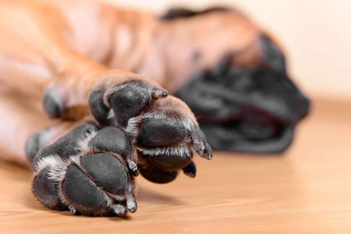 coussinet chien