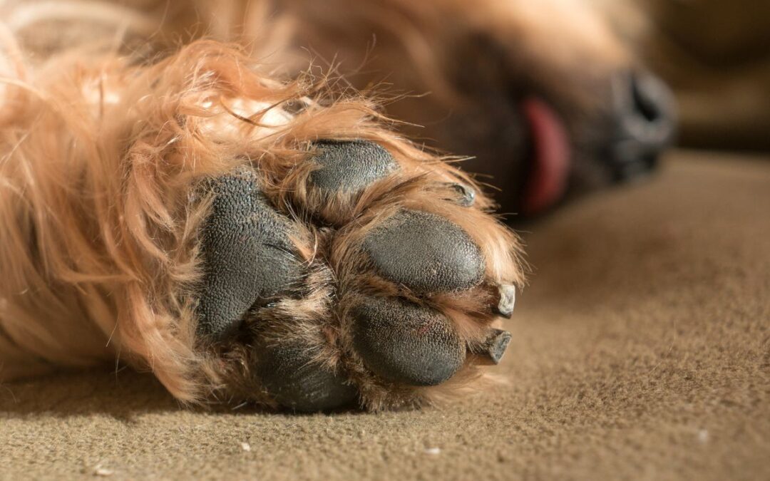 Coussinet abîmé de votre chien : comment protéger et soigner ses pattes ?