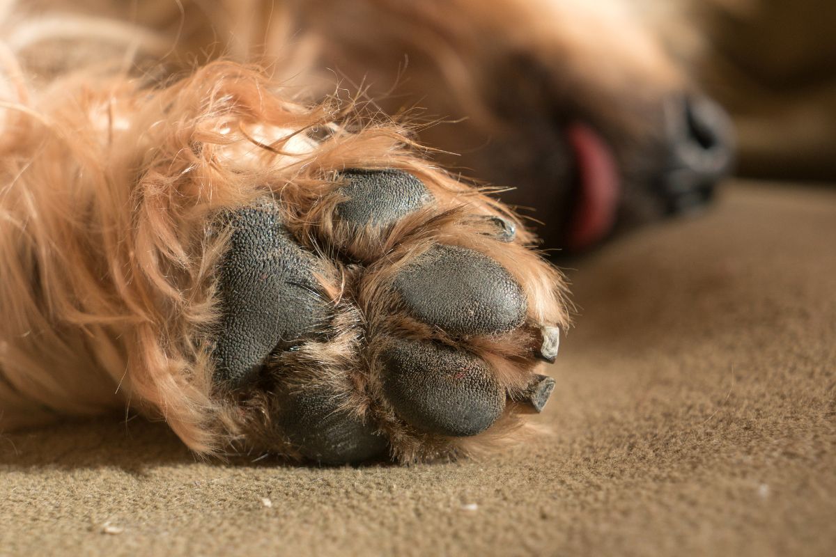 coussinets chien