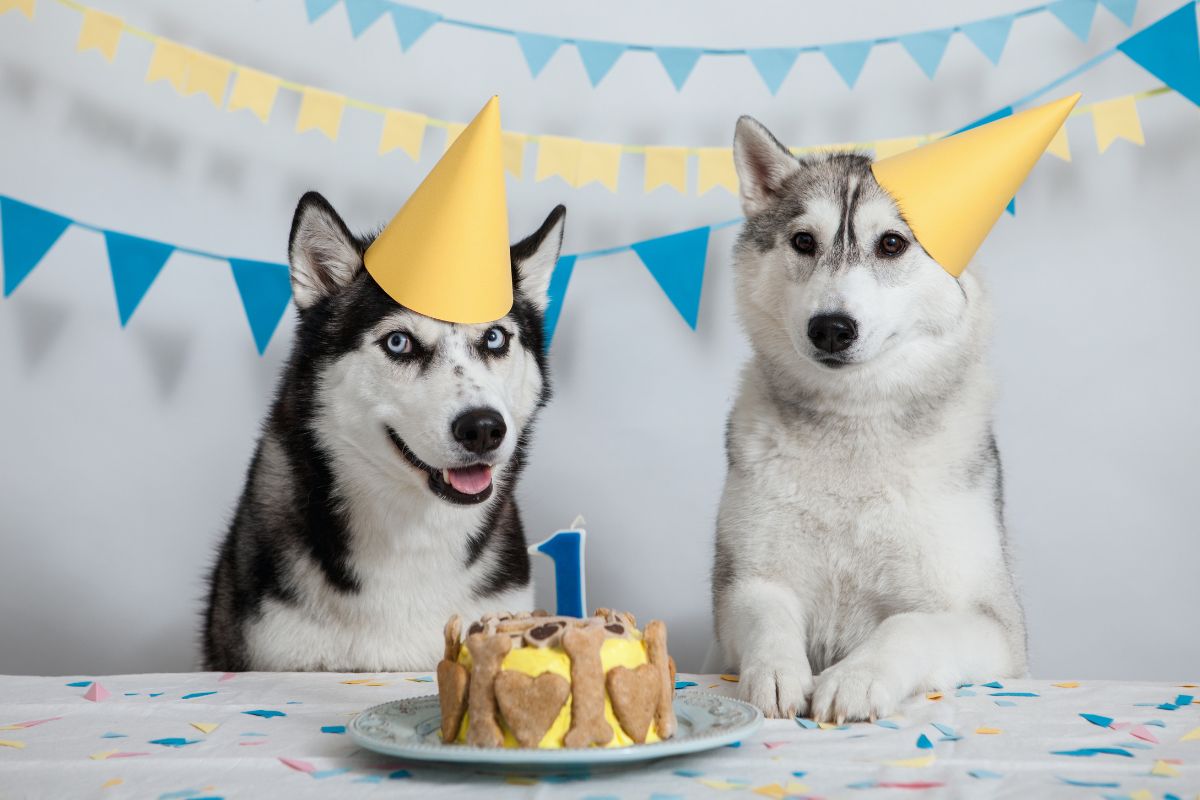 husky anniversaire
