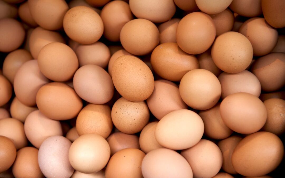 Les chiens peuvent-ils manger des oeufs ?