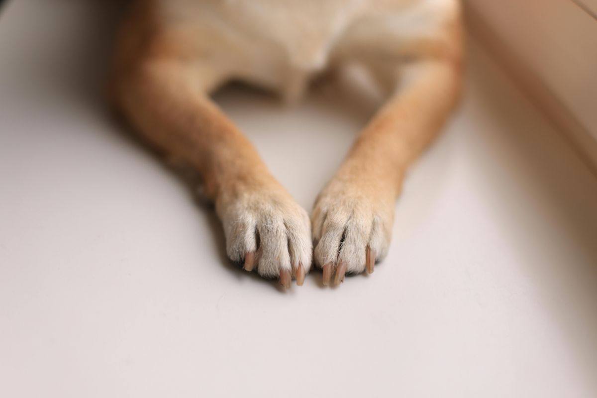pattes de chien