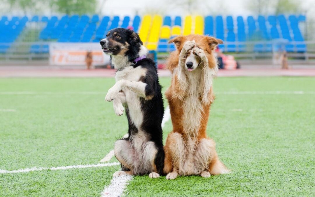 Tour à apprendre à son chien : astuces et accessoires pour réussir