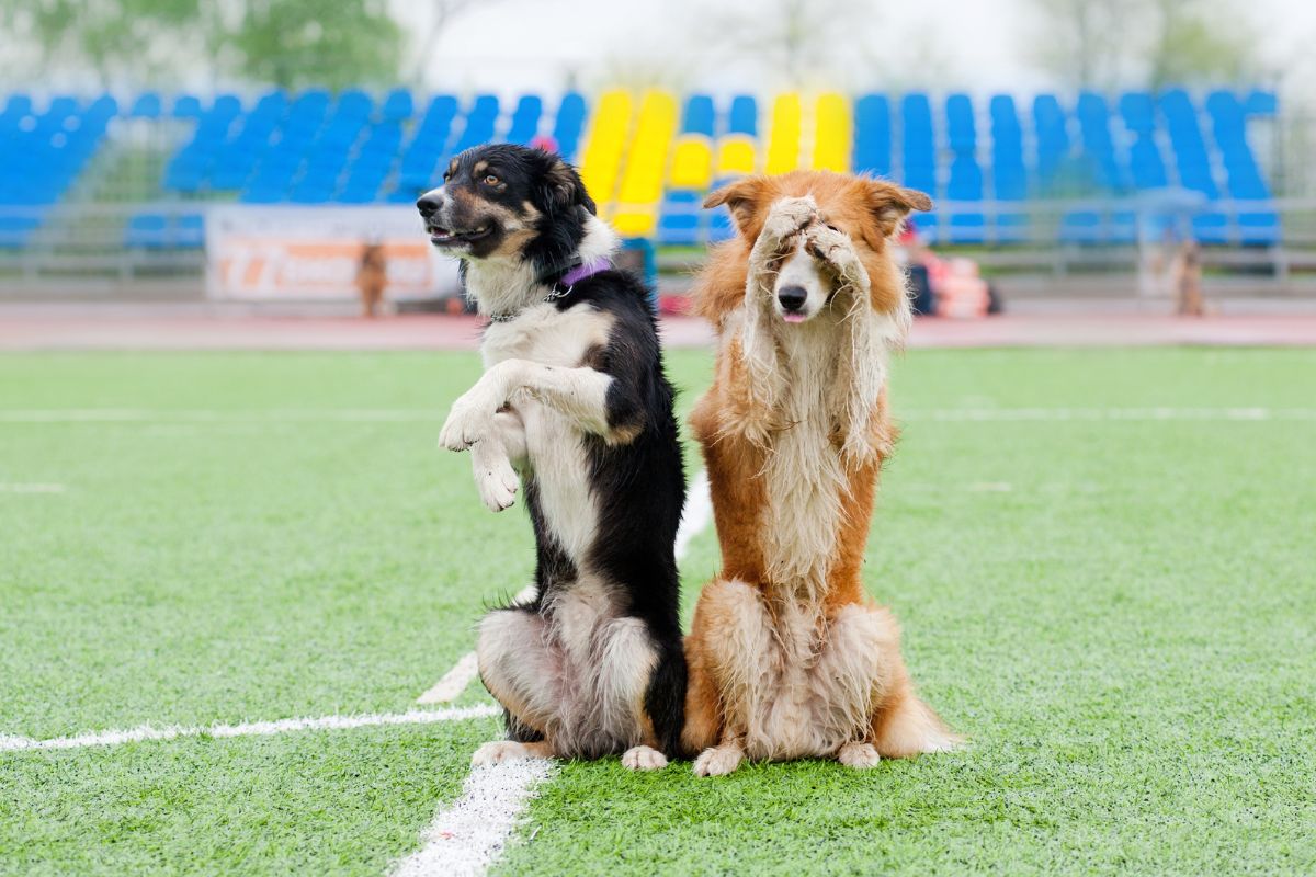 tours a son chien